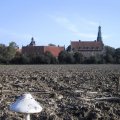 Pilzsaison am Schloss
