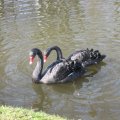 Black Swan, 23. März 2008