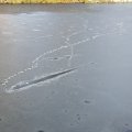 Landung auf dünnem Eis